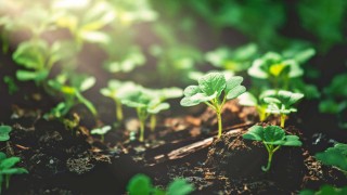 Kleine Pflanzen im Wald Co2-Steuer erklärt.