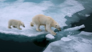 Lebensraum Eisbären Klimaschutz: Schmelzende Gletscher, Lebensraum für Eisbären