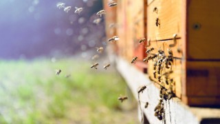 Nachhaltigkeit Nachhaltigkeit: Bienenengagement badenova