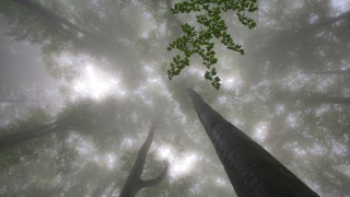 Baumkronen im Wald Retter in Not: Der heimische Wald ist in einem erbarmungswürdigen Zustand.