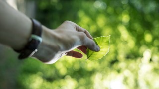 Menschenhand hält ein Blatt im Sonnenlicht.