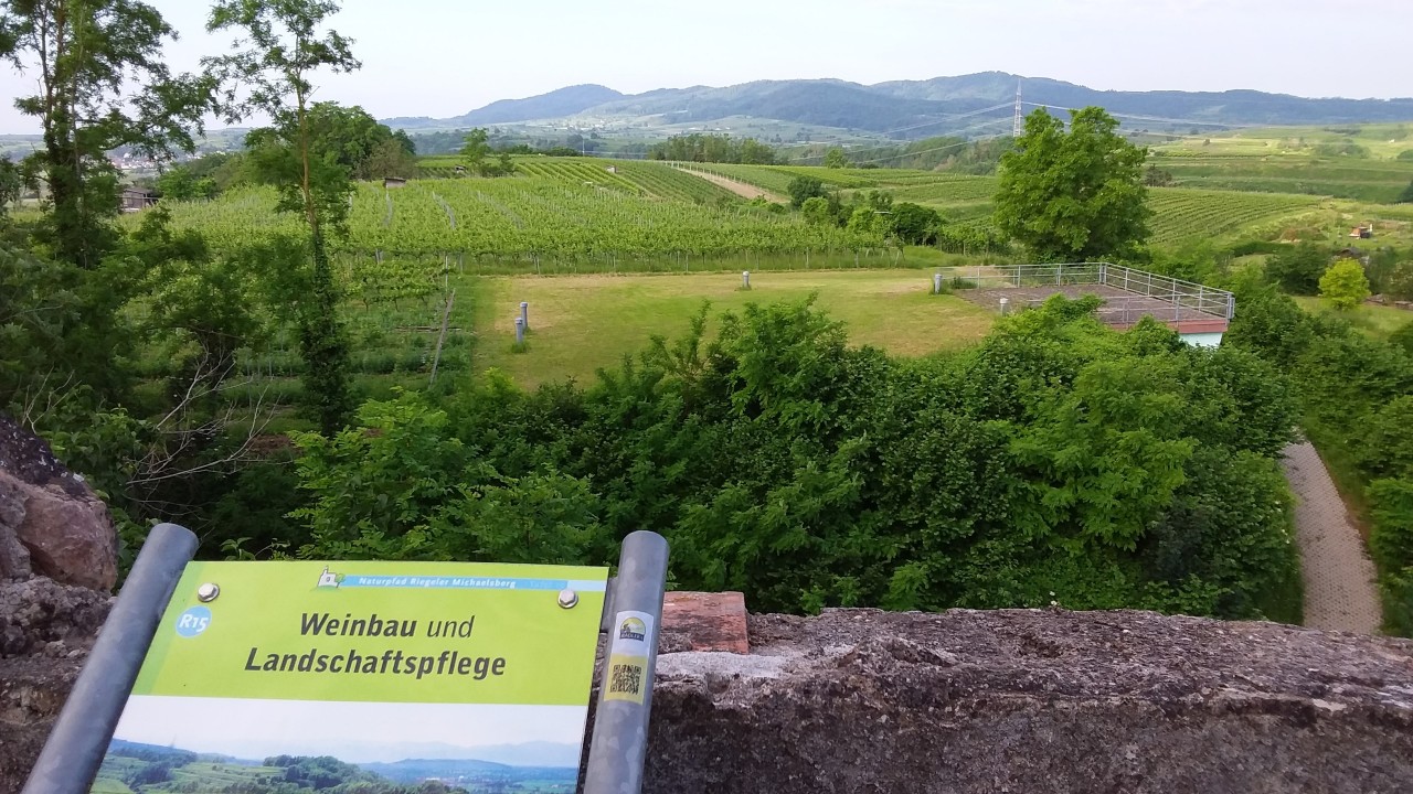 Vertiefende Konzeptstudie – Viti-Photovoltaik in der Weinbauregion Kaiserstuhl 