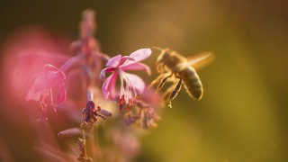 Um die heimischen Bienen zu schützen ist badenova eine langjährige Partnerschaft mit dem Freiburger Imkerverein eingegangen.