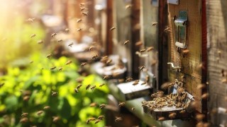 Um den Lebensraum der heimischen Bienen zu schützen, stellt badenova uf ihrem Betriebsgelände Wiesenflächen für Bienenvölker zur Verfügung.